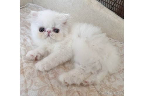 成約済の熊本県のエキゾチックショートヘア-93723の3枚目