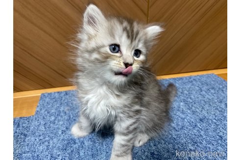 成約済の千葉県のサイベリアン-95980の28枚目