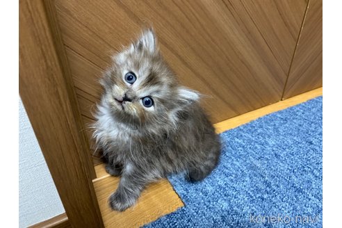 成約済の千葉県のサイベリアン-95979の2枚目