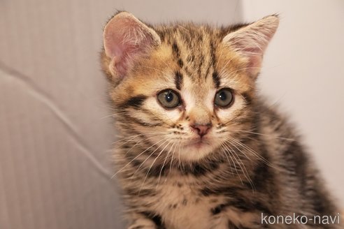 成約済の埼玉県のアメリカンショートヘア-95192の6枚目