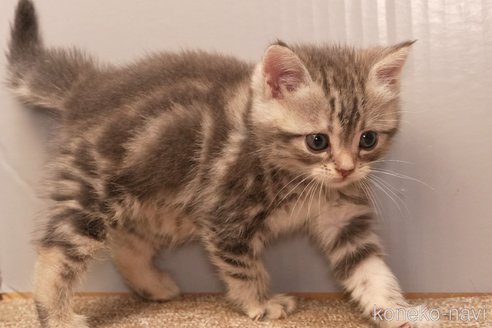 成約済の埼玉県のアメリカンショートヘア-95736の11枚目
