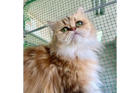 販売中の千葉県のペルシャ(チンチラ)-82440の6枚目