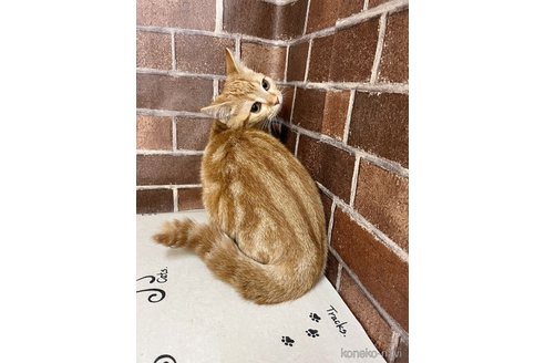 成約済の東京都のマンチカン(短足)-97257の6枚目
