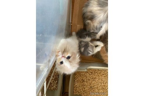 成約済の三重県のスコティッシュフォールド(折れ耳)-97259の3枚目