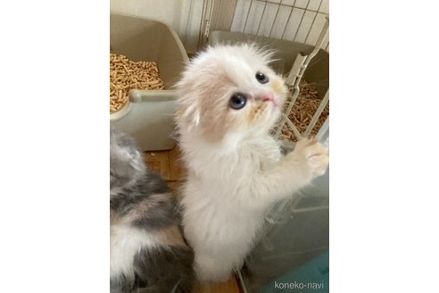 成約済の三重県のスコティッシュフォールド(折れ耳)-97259の2枚目