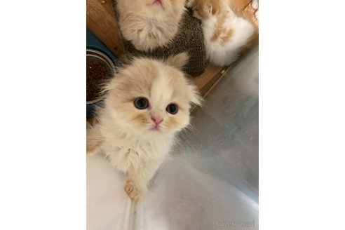 成約済の三重県のスコティッシュフォールド(折れ耳)-97259の4枚目