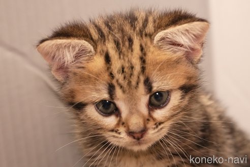 成約済の埼玉県のアメリカンショートヘア-95192の4枚目