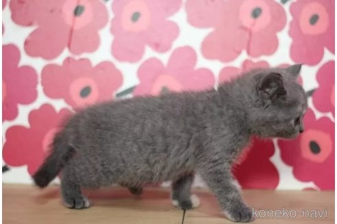 成約済の東京都のマンチカン-97346の3枚目