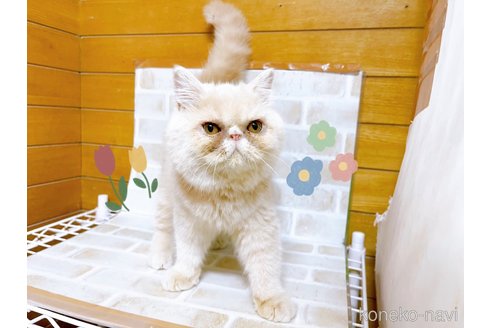 成約済の東京都のエキゾチックショートヘア-83218の1枚目