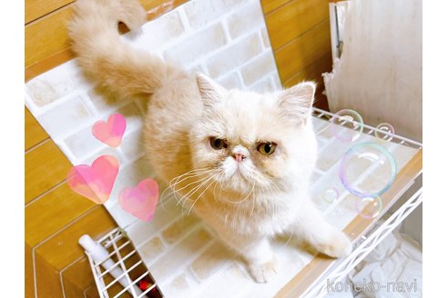 成約済の東京都のエキゾチックショートヘア-83218の5枚目