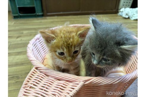 成約済の千葉県のラパーマ-97366の2枚目