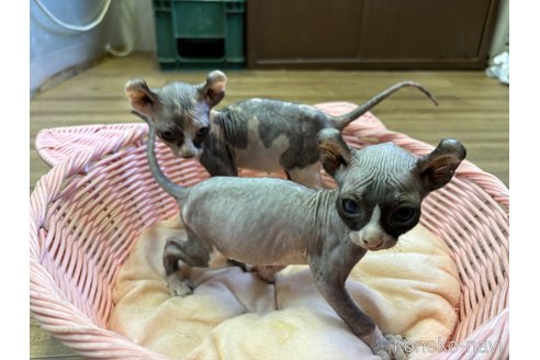 成約済の千葉県のエルフキャット-97376の2枚目