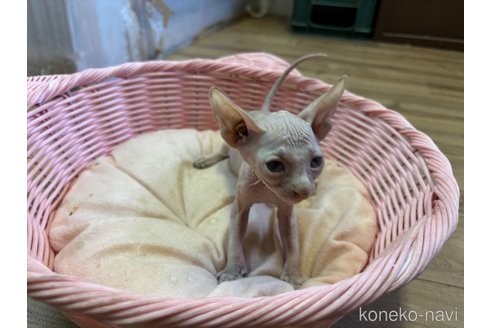 成約済の千葉県のスフィンクス-97398の4枚目