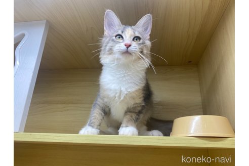 成約済の東京都のノルウェージャンフォレストキャット-95150の2枚目