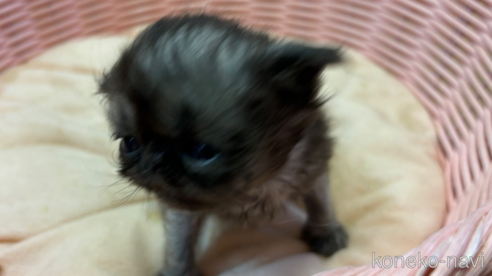 成約済の千葉県のエキゾチックロングヘア-97432