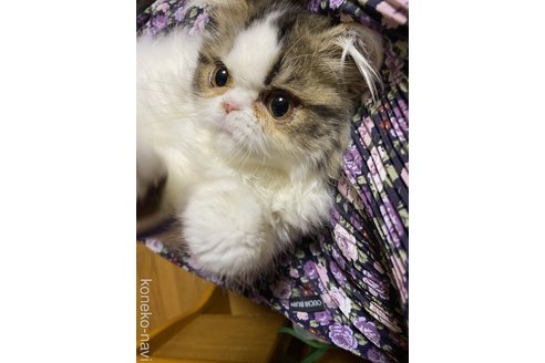 成約済の福岡県のエキゾチックロングヘア-92517の2枚目