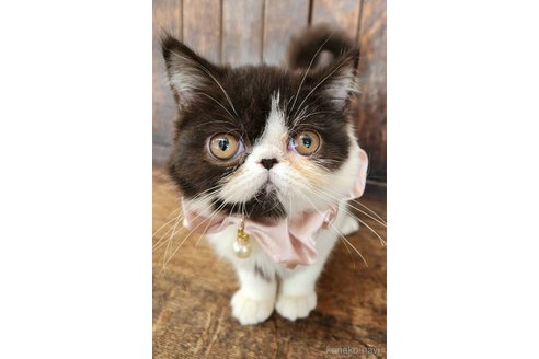 販売中の大阪府のエキゾチックショートヘア-97417
