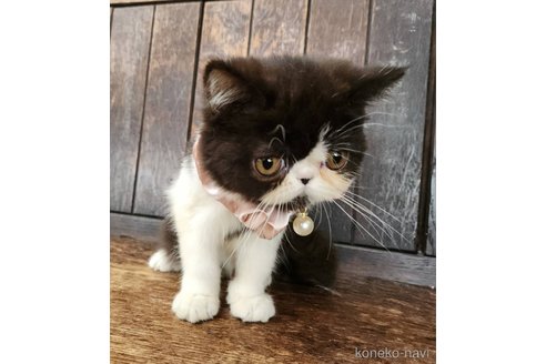 成約済の大阪府のエキゾチックショートヘア-97417の9枚目