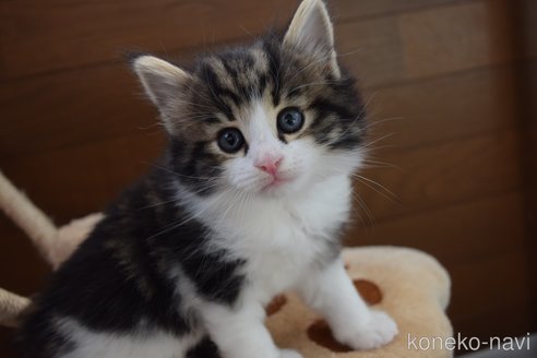 ショコくん1枚目