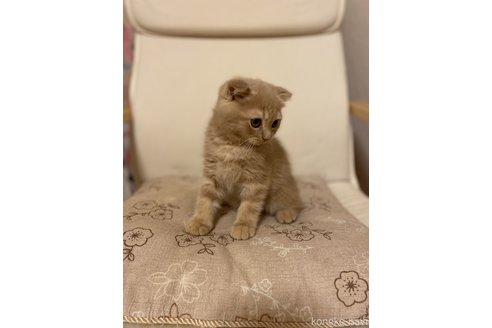 成約済の愛知県のスコティッシュフォールド(折れ耳)-93545の3枚目