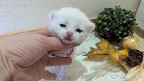 成約済の広島県のその他の猫種-97409の125枚目