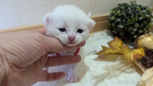 成約済の広島県のその他の猫種-97409の126枚目