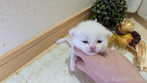 成約済の広島県のその他の猫種-97409の123枚目