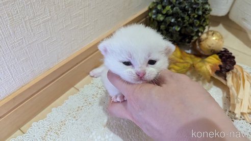 成約済の広島県のその他の猫種-97409の124枚目