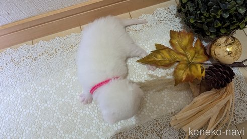 成約済の広島県のその他の猫種-97409の121枚目