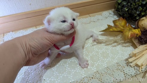 成約済の広島県のその他の猫種-97409の120枚目