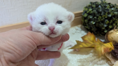 成約済の広島県のその他の猫種-97409の119枚目