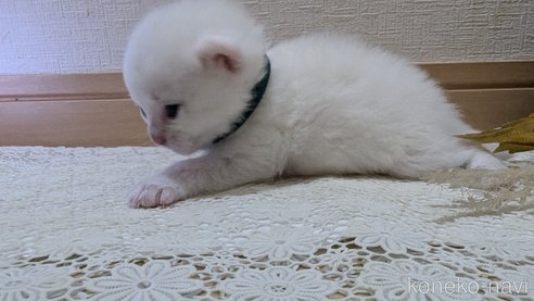 成約済の広島県のその他の猫種-97410の109枚目