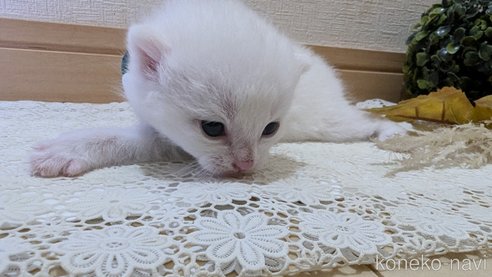 成約済の広島県のその他の猫種-97410の110枚目