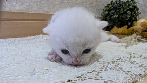 成約済の広島県のその他の猫種-97410の111枚目