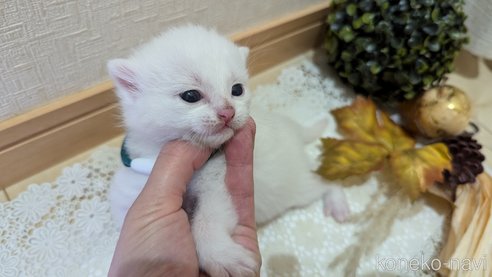 成約済の広島県のその他の猫種-97410の108枚目