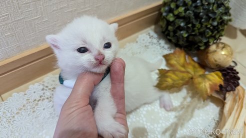 成約済の広島県のその他の猫種-97410の105枚目