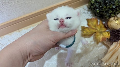成約済の広島県のその他の猫種-97410の106枚目