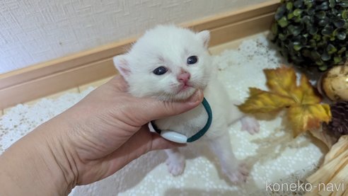 成約済の広島県のその他の猫種-97410の107枚目