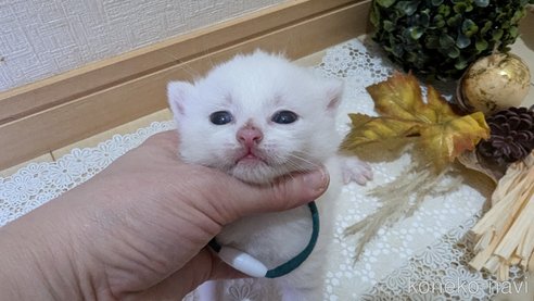 成約済の広島県のその他の猫種-97410の104枚目