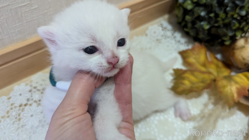 成約済の広島県のその他の猫種-97410の103枚目