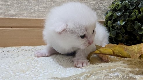 成約済の広島県のその他の猫種-97411の178枚目