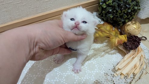 成約済の広島県のその他の猫種-97411の177枚目