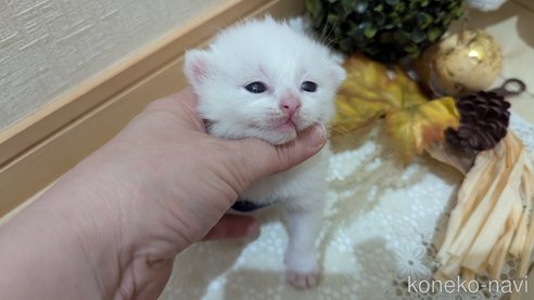 成約済の広島県のその他の猫種-97411の174枚目