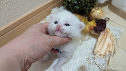 成約済の広島県のその他の猫種-97411の172枚目