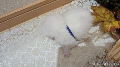 成約済の広島県のその他の猫種-97411の173枚目