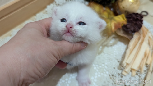 成約済の広島県のその他の猫種-97411の171枚目