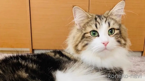 ひまわりちゃん1枚目