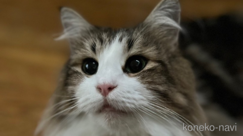 ひまわりちゃん1枚目
