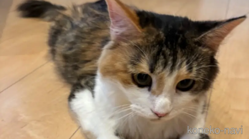 べるちゃん1枚目
