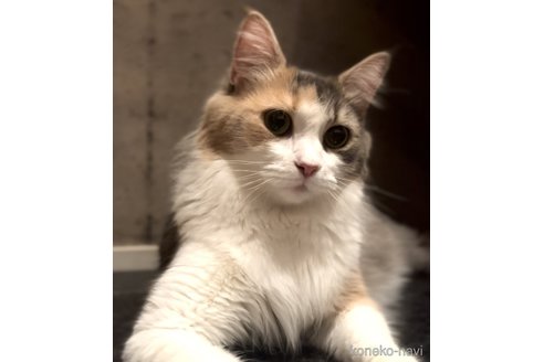ここちゃん1枚目